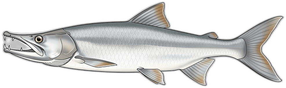 Payara