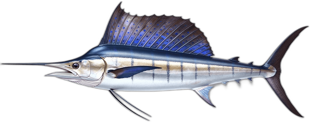 Segelfisch