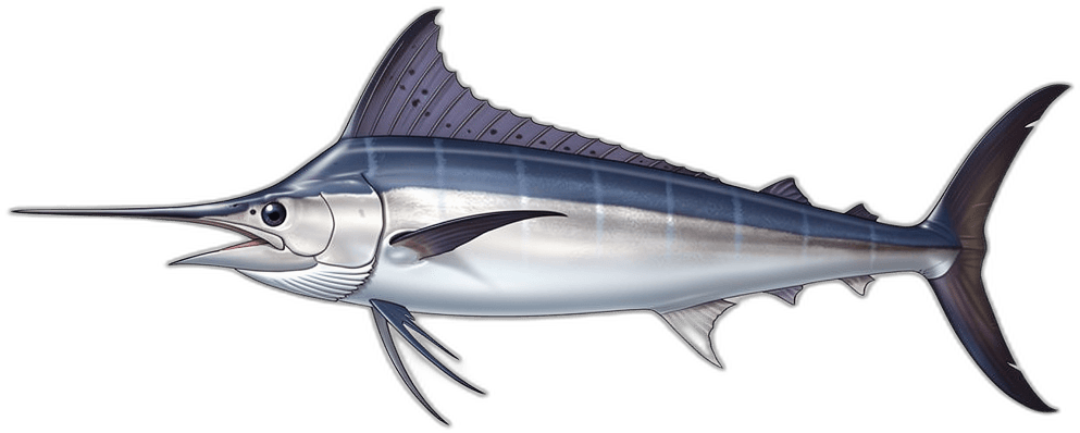 Schwertfisch