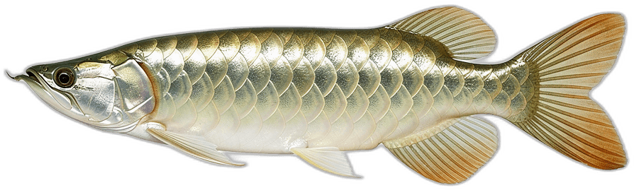 Arowana