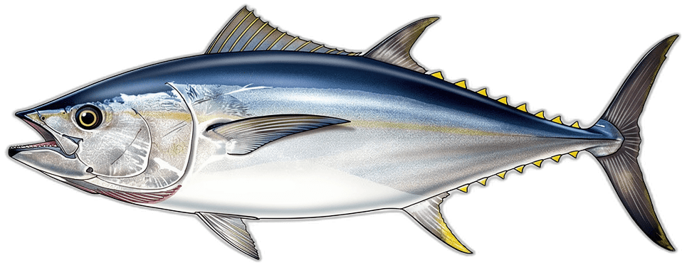 Blauflossen-Thunfisch