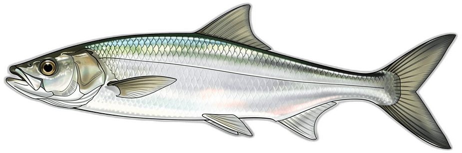 Knochenfisch