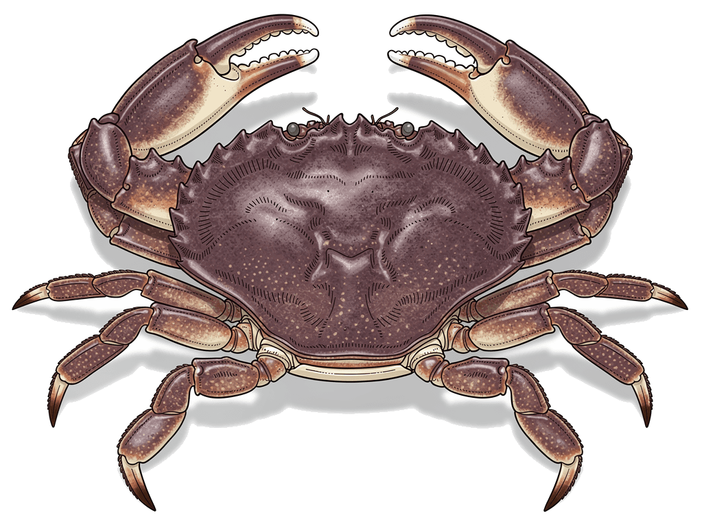 Pazifische Taschenkrabbe