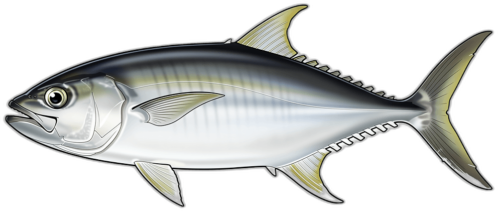 Palometa