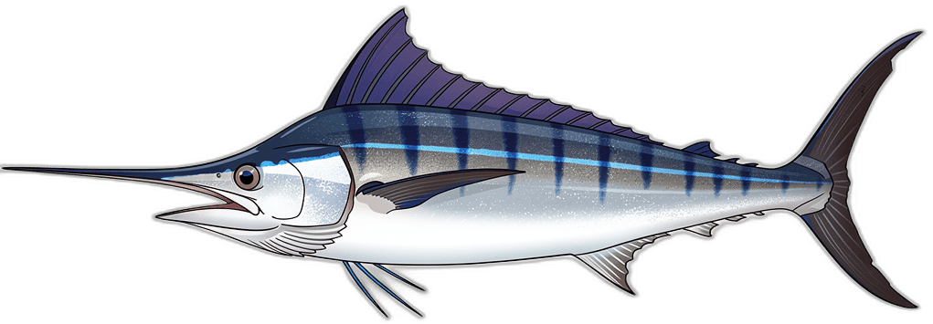 Gestreifter Marlin