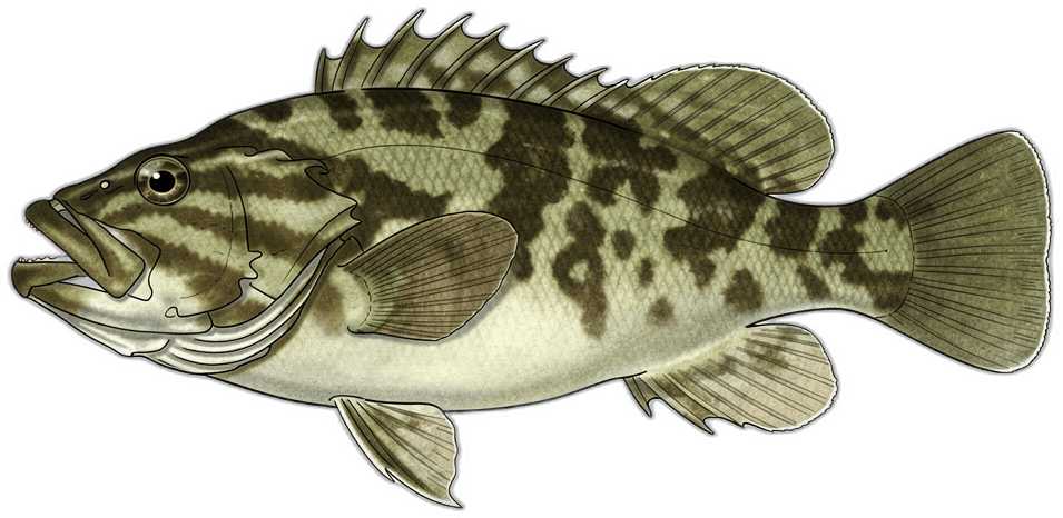 Schwarzfisch