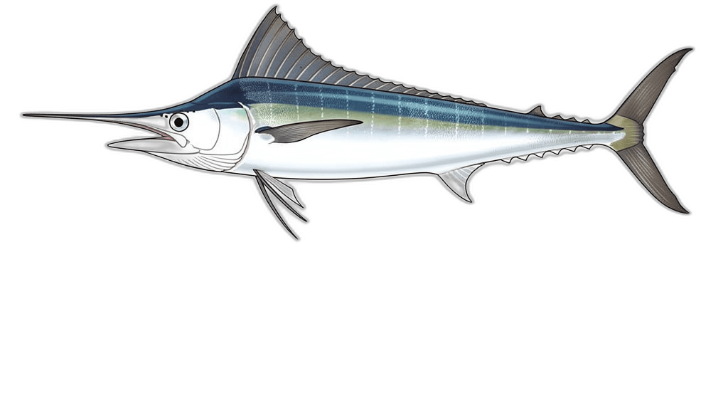 Weißer Marlin