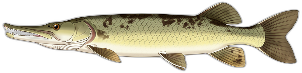 Alligatorhecht