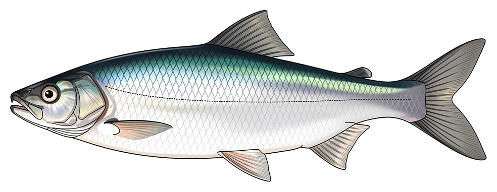Amerikanischer Maifisch