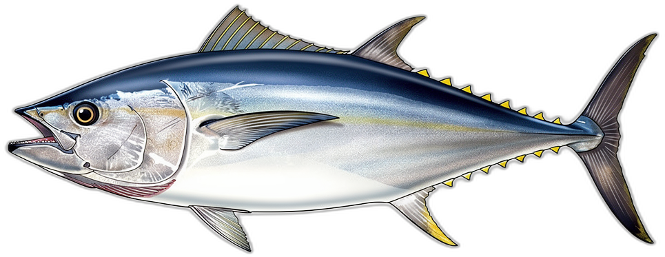 Bluefin Tuna