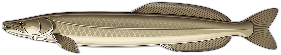 Conger
