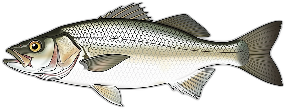 Corvina