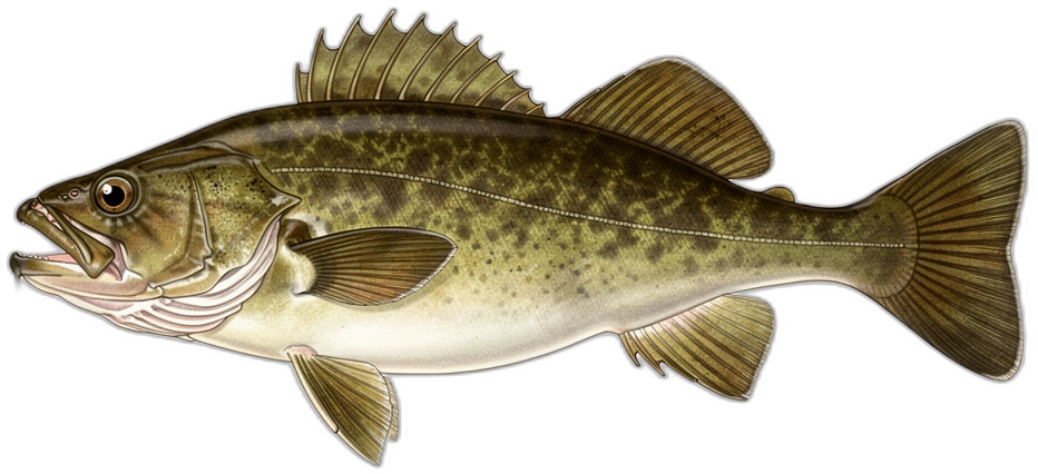Cod