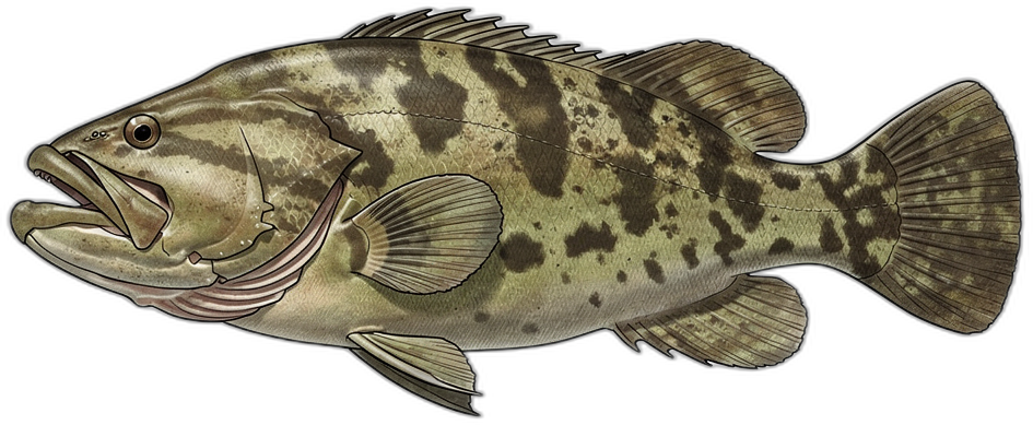 Goliathfisch