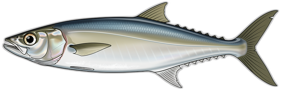 Ladyfish