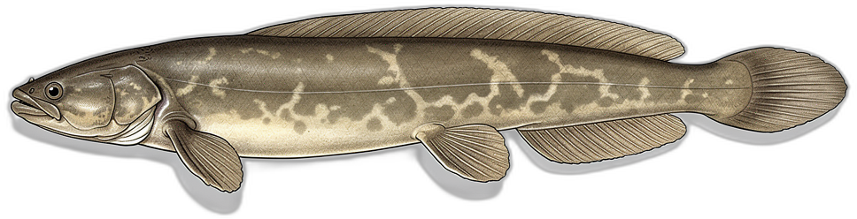 Lungenfisch