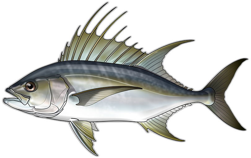 Roosterfish