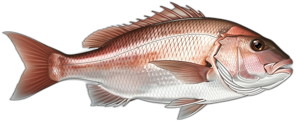 Snapper