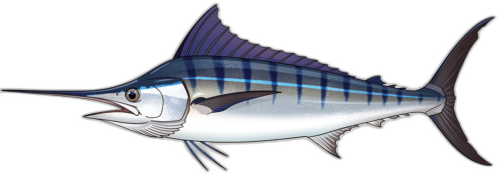 Striped Marlin