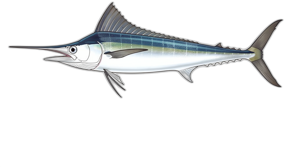 White Marlin